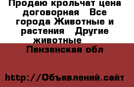 Продаю крольчат цена договорная - Все города Животные и растения » Другие животные   . Пензенская обл.